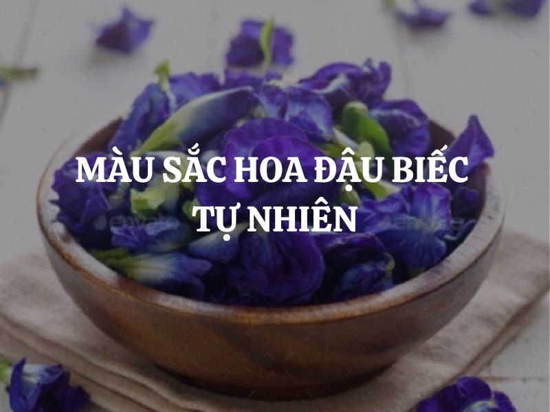 Màu sắc hoa đậu biếc tự nhiên - Màu xanh kỳ diệu từ thiên nhiên