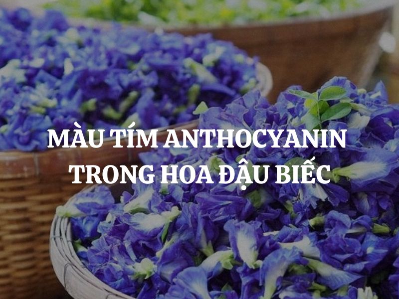 Màu tím Anthocyanin trong hoa đậu biếc - Một hiện tượng tự nhiên độc đáo