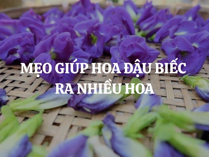Mẹo giúp hoa đậu biếc ra nhiều hoa - Bí quyết trồng cây sai trĩu bông