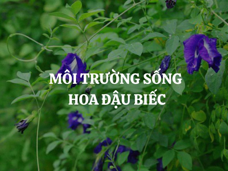 Môi trường sống hoa đậu biếc cụ thể như thế nào? Những ảnh hưởng môi trường tiêu cực cần tránh