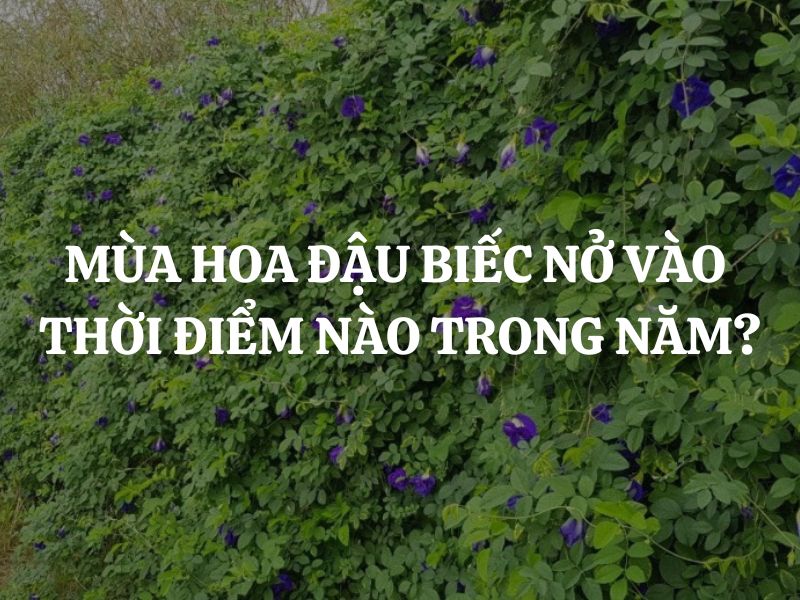 Mùa hoa đậu biếc nở rộ nhất vào thời điểm nào trong năm?