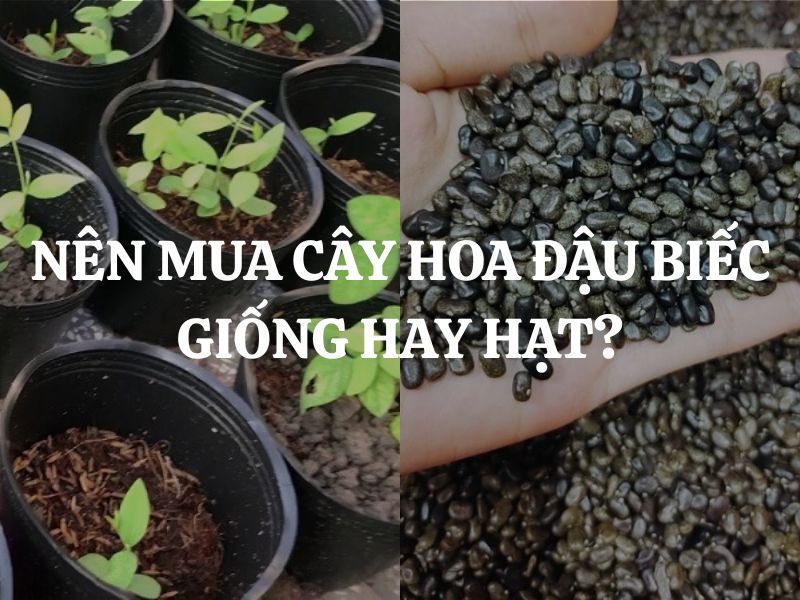 Nên mua cây hoa đậu biếc giống hay hạt? Sự khác biệt giữa cây giống và hạt giống