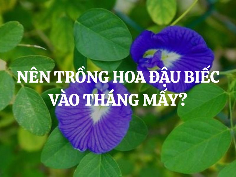 Nên trồng hoa đậu biếc vào tháng mấy để cây nở đẹp nhất?