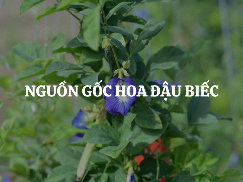 Nguồn gốc hoa đậu biếc: Hành trình từ cây bản địa nhiệt đới đến biểu tượng toàn cầu