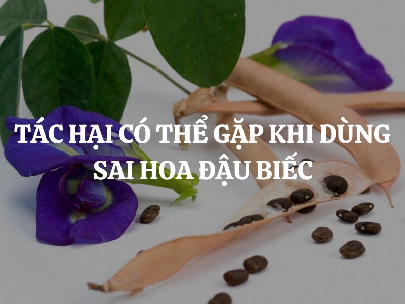 Những tác hại có thể gặp khi dùng sai hoa đậu biếc mà các bạn cần lưu ý