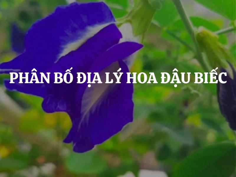 Phân bố địa lý hoa đậu biếc trên toàn cầu cụ thể như thế nào?