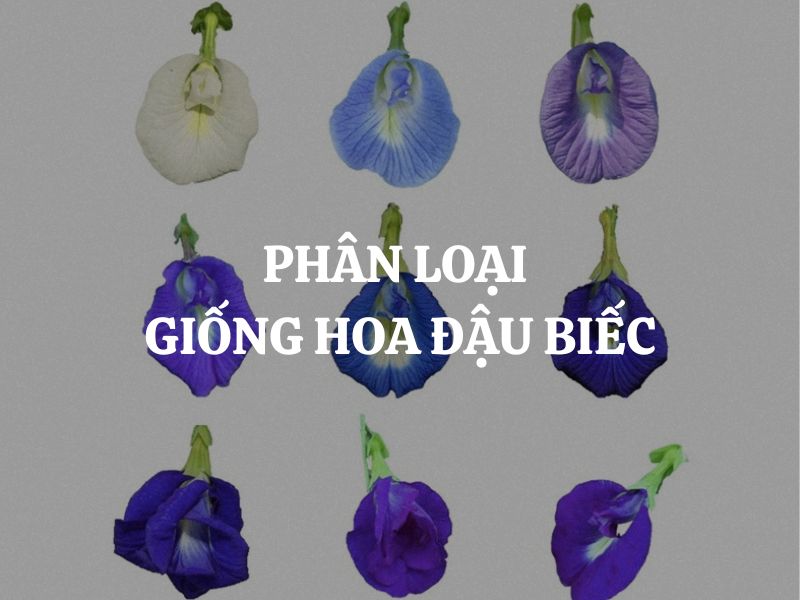 Phân loại giống hoa đậu biếc: Bước đầu để hiểu và trồng