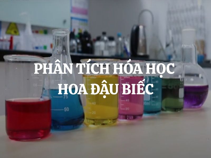 Phân tích hóa học hoa đậu biếc: Từ sắc tố tự nhiên đến siêu thực phẩm quý giá