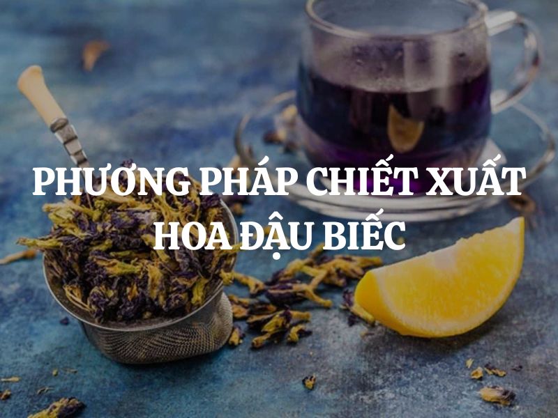 Phương pháp chiết xuất hoa đậu biếc: Bí quyết để có màu sắc tự nhiên, an toàn
