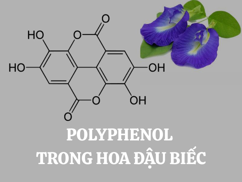 Polyphenol trong hoa đậu biếc và những công dụng tuyệt vời đối với sức khỏe, đời sống
