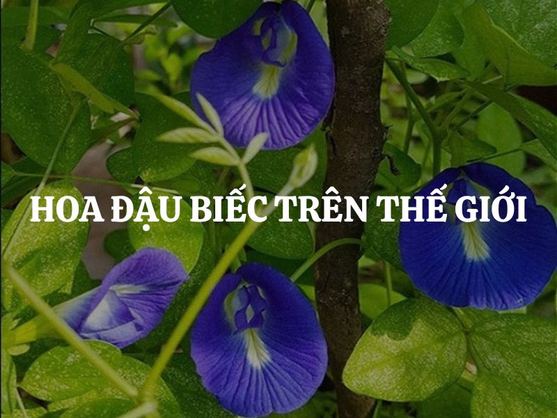 Sự hiện diện của hoa đậu biếc trên thế giới và những lợi ích được công nhận trên toàn cầu