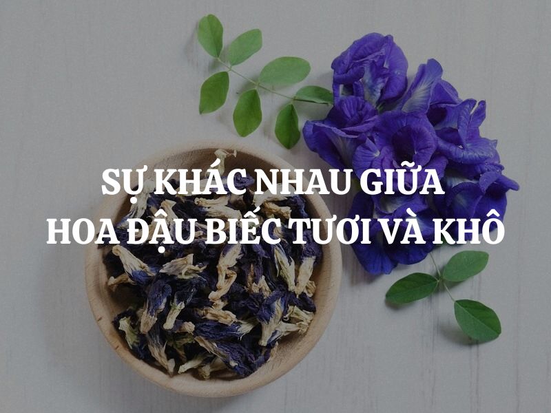 Sự khác nhau giữa hoa đậu biếc tươi và khô là gì?