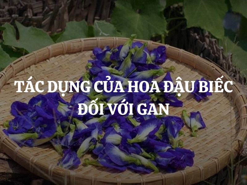 Tác dụng của hoa đậu biếc đối với gan là gì? Cơ chế bảo vệ gan của hoa đậu biếc