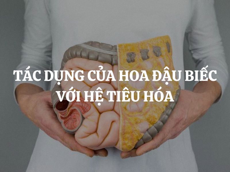 Tác dụng của hoa đậu biếc với hệ tiêu hóa là gì? Cách sử dụng đúng để tốt cho hệ tiêu hóa