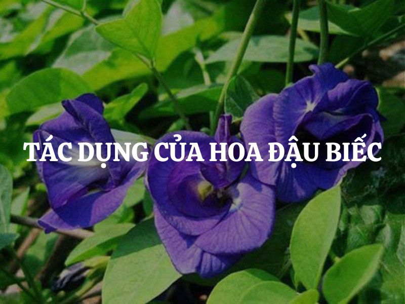 Tác dụng của hoa đậu biếc: 10 lợi ích tuyệt vời cho sức khỏe và làm đẹp