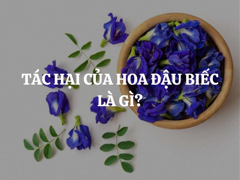 Tác hại của hoa đậu biếc: Hiểu rõ để sử dụng an toàn, tránh ảnh hưởng sức khỏe