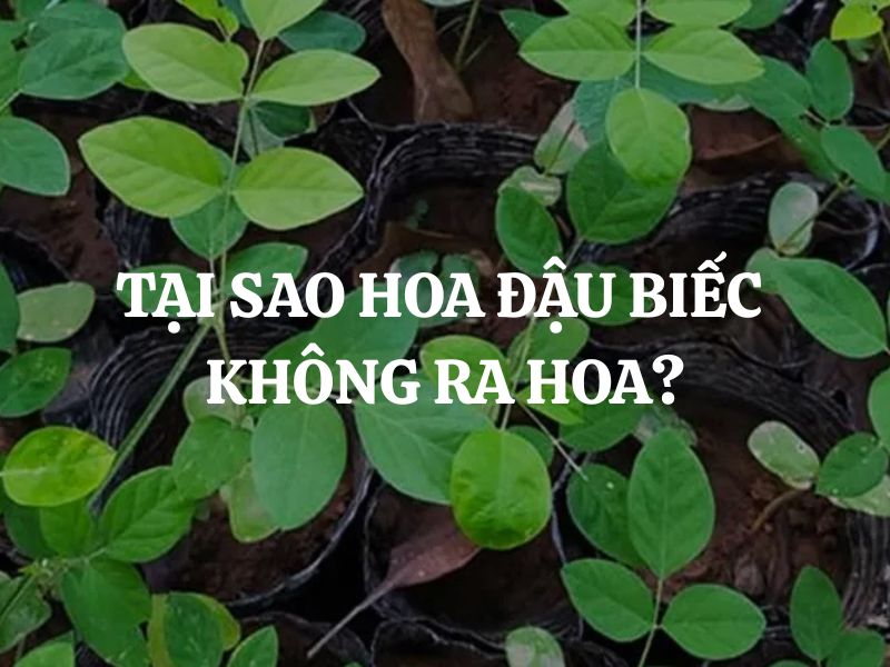 Tại sao hoa đậu biếc không ra hoa? Nguyên nhân và cách khắc phục hiệu quả