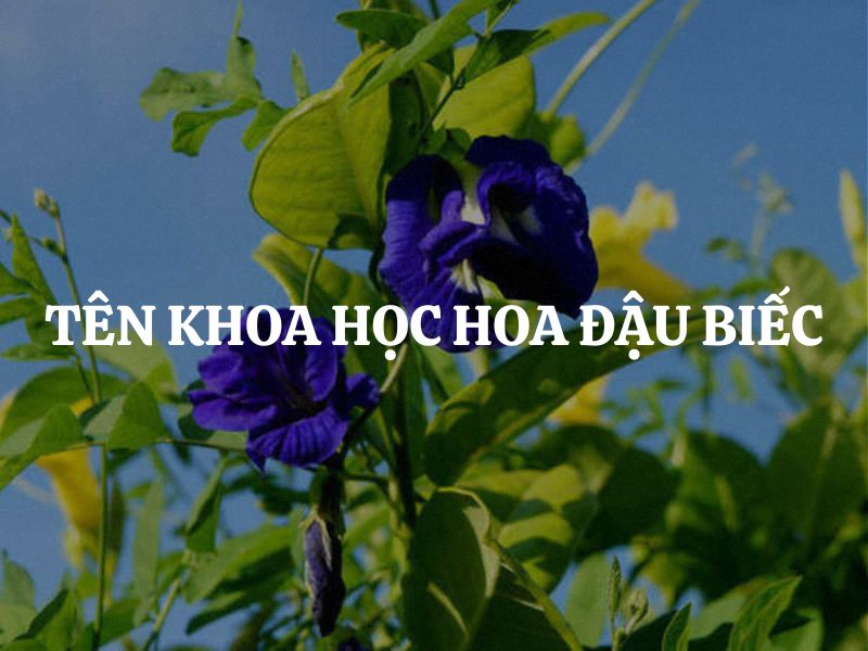 Tên khoa học hoa đậu biếc là gì? Tìm hiểu nguồn gốc và phân loại