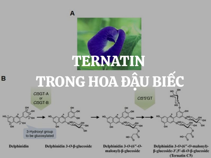 Ternatin trong hoa đậu biếc: Những lợi ích cho sức khỏe, y học và làm đẹp