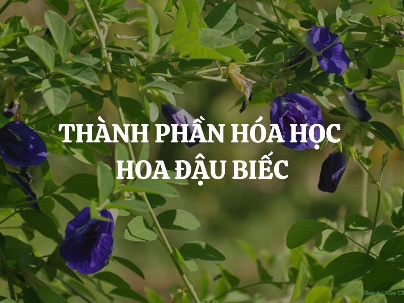 Thành phần hóa học hoa đậu biếc - Bí mật khoa học phía sau vẻ đẹp kỳ diệu