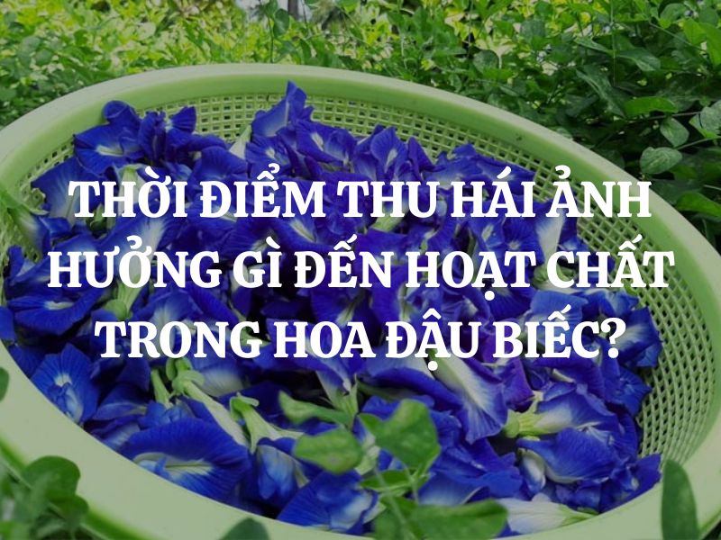 Thời điểm thu hái ảnh hưởng gì đến hoạt chất trong hoa đậu biếc