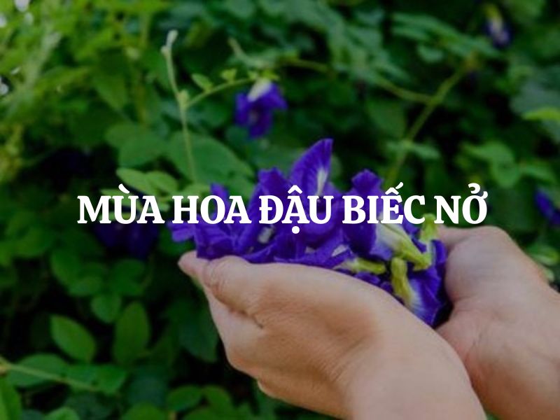 Thời điểm vàng cho mùa hoa đậu biếc nở là lúc nào? Yếu tố ảnh hưởng đến mùa ra hoa