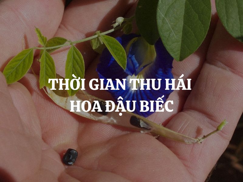 Thời gian thu hái hoa đậu biếc cụ thể là khi nào?