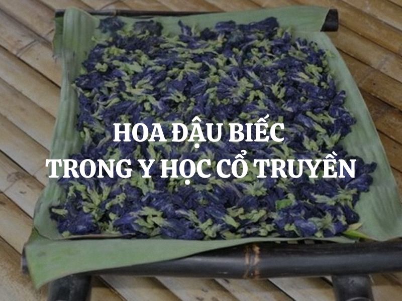 Tìm hiểu công dụng của hoa đậu biếc trong Y học cổ truyền