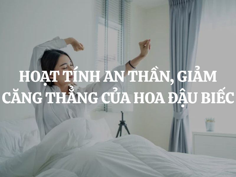 Tìm hiểu hoạt tính an thần, giảm căng thẳng của hoa đậu biếc