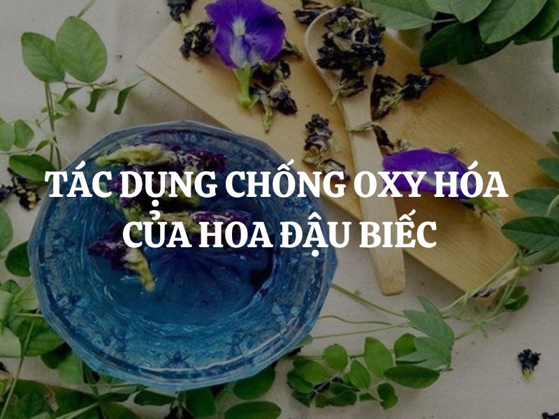 Tìm hiểu tác dụng chống oxy hóa của hoa đậu biếc và lợi ích cho sức khỏe