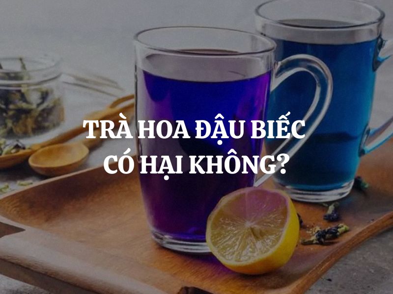 Trà hoa đậu biếc có hại không? Sự thật cần biết trước khi dùng hàng ngày