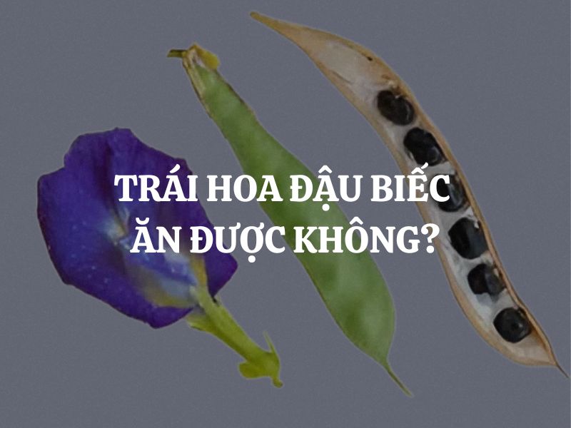 Trái hoa đậu biếc ăn được không? Câu trả lời bạn cần biết trước khi sử dụng