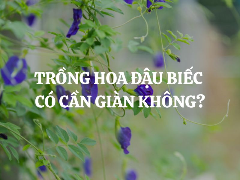 Trồng hoa đậu biếc có cần giàn không? Bí quyết giúp cây phát triển tốt nhất