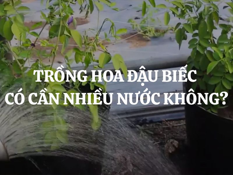 Trồng hoa đậu biếc có cần nhiều nước không? Bí quyết chăm sóc đúng cách