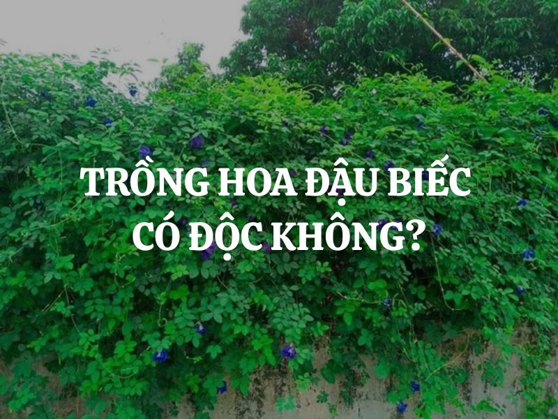 Trồng hoa đậu biếc có độc không? Lợi ích sức khỏe khi sử dụng