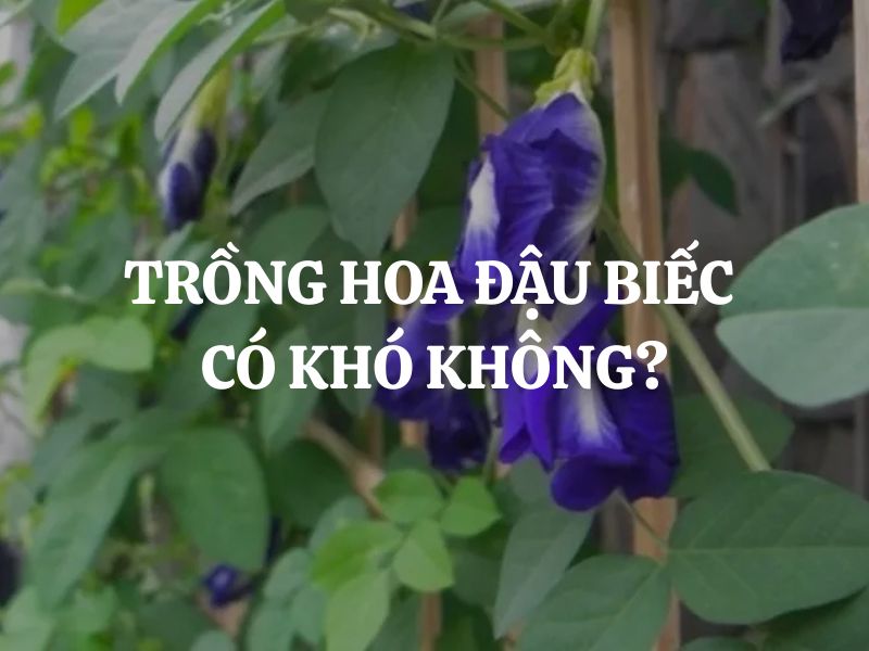 Trồng hoa đậu biếc có khó không? Hướng dẫn từ A đến Z cho người mới bắt đầu