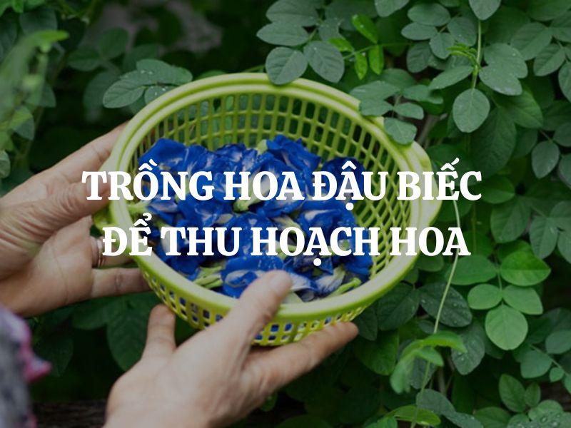 Trồng hoa đậu biếc để thu hoạch hoa: Bí quyết để có sản lượng cao và chất lượng tốt