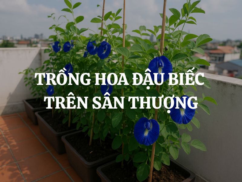 Trồng hoa đậu biếc trên sân thượng: Kỹ thuật trồng và cách chăm sóc
