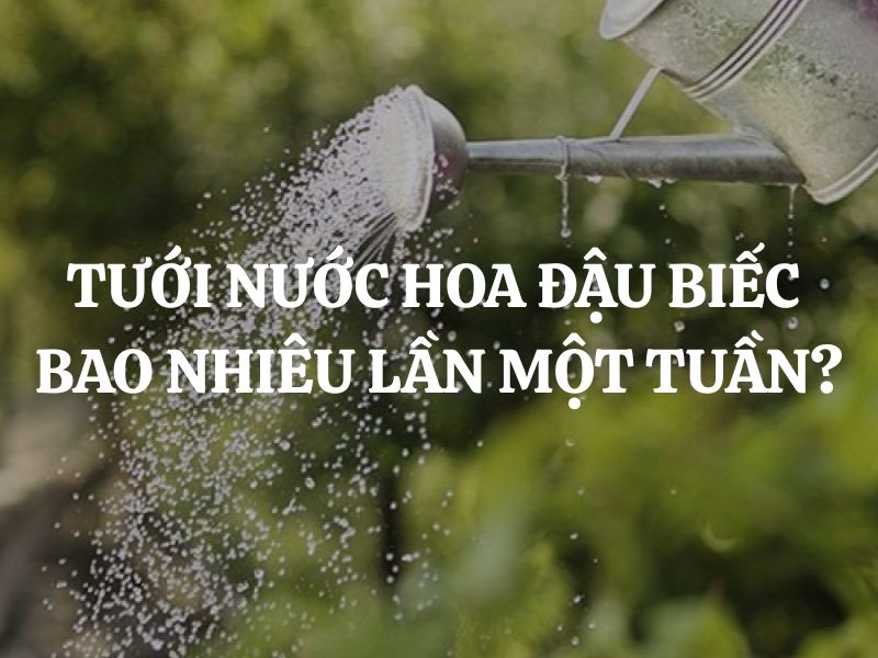 Tưới nước hoa đậu biếc bao nhiêu lần một tuần? Hướng dẫn chăm sóc đúng cách