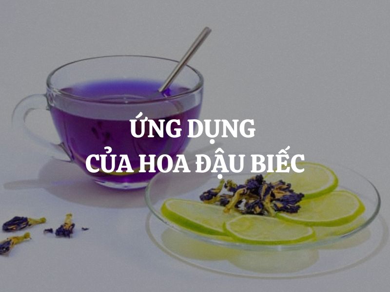 Ứng dụng của hoa đậu biếc trong đời sống hiện đại, từ khoa học đến thực tiễn
