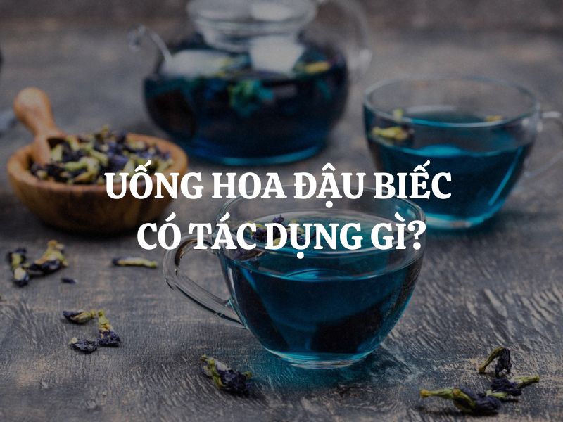 Uống hoa đậu biếc có tác dụng gì? Khám phá những lợi ích tiềm năng từ loài hoa này